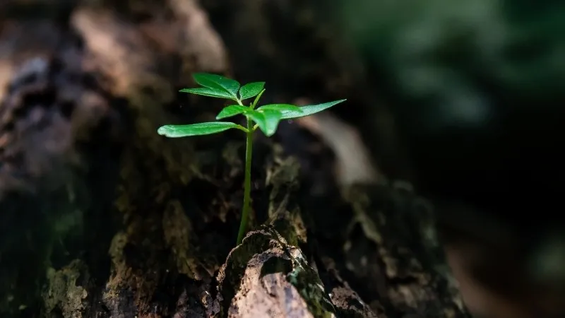 Những câu ca dao tục ngắn ngữ hay và quen thuộc